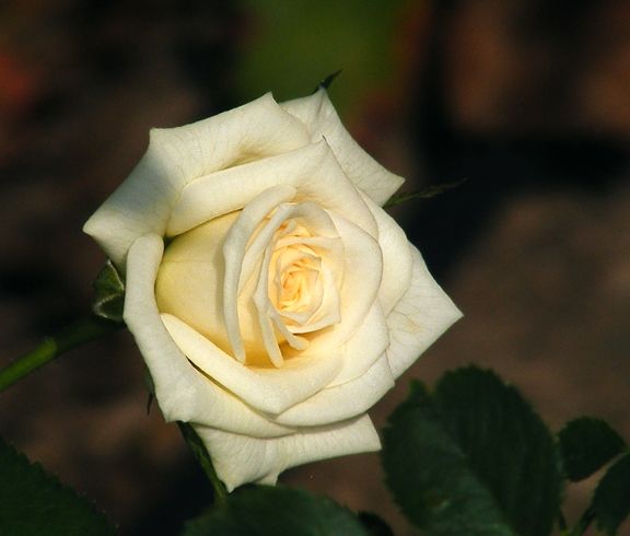 Irresistible photo irr2013_08190051_zps58592aa9.jpg